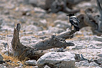 Pied Crow (Corvus albus) - Corbeau pie, Afrique du Sud (saf-bir-0272)