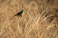 Yellow Canary (Serinus flaviventris), S. Africa - Serin de Sainte-Hélène (saf-bir-0330)