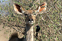 Forktailed Drongo (Dicrurus adsimilis) and kudu - Drongo brillant et Koudou (saf-bir-0377)