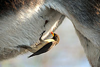 Yellowbilled Oxpecker (Buphagus africanus) - Pique-boeuf à bec jaune, Botswana (saf-bir-0379)