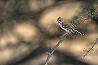 Scalyfeathered Finch (Sporopipes squamifrons), S. Africa - Sporopipe squameux (saf-bir-0431)