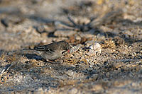 Scalyfeathered Finch (Sporopipes squamifrons), S. Africa - Sporopipe squameux (saf-bir-0432)