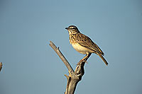 Sabota Lark (Mirafra sabota), Namibia - Alouette sabota (saf-bir-0446)