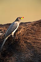 Yellowbilled Oxpecker (Buphagus africanus) - Pique-boeuf à bec jaune, Botswana (saf-bir-0526)