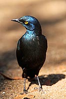 Glossy Starling (Lamprotornis nitens), S. Africa - Choucador à épaulettes rouges (saf-bir-0536)