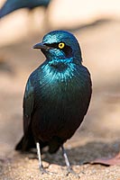 Greater blue-eared Starling (Lamprotornis chalybaeus), S. Africa - Choucador à oreillons bleus (saf-bir-0537)