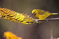 Spectacled Weaver (Ploceus ocularis) - Tisserin à lunettes, Af. du Sud (SAF-BIR-0029)