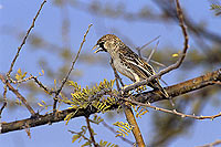 Sociable Weaver (Philetairus socius) - Républicain social, Namibie (SAF-BIR-0063)