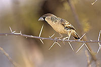 Sociable Weaver (Philetairus socius) - Républicain social, Namibie (SAF-BIR-0068)