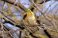 Spottedbacked Weaver (female) - Tisserin gendarme, Afrique du sud (SAF-BIR-0095)