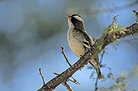 Whitebrowed Sparrow-Weaver (Plocepasser mahali), S. Africa - Mahali à sourcil blanc (SAF-BIR-0099)