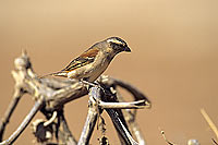 Cape Sparrow (Passer melanurus) - Moineau du Cap, desert du Namib (SAF-BIR-0100)