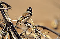 Cape Sparrow (Passer melanurus) - Moineau du Cap, desert du Namib (SAF-BIR-0101)