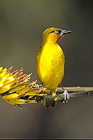 Spectacled Weaver (Ploceus ocularis) - Tisserin à lunettes, Afrique du sud (SAF-BIR-0134)