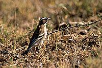 Whitebrowed Sparrow-Weaver (Plocepasser mahali) - Mahali à sourcil blanc (saf-bir-0263)