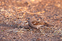 Greyheaded Sparrow (Passer griseus) - Moineau gris, Afrique du Sud (saf-bir-0267)
