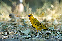 Cape Weaver (Ploceus capensis), S. Africa - Tisserin du Cap (saf-bir-0372)