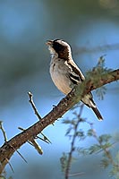 Whitebrowed Sparrow-Weaver (Plocepasser mahali) - Mahali à sourcil blanc (saf-bir-0494)