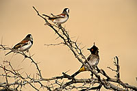 Redeyed Bulbul (Pycnonotus nigricans) - Bulbul brunoir, Af. du Sud (saf-bir-0265)