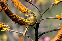 Yellow-bellied Bulbul (Chlorocichla flaviventris)- Bulbul à poitrine jaune (saf-bir-0331)