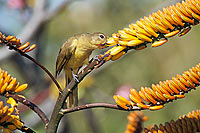 Yellow-bellied Bulbul (Chlorocichla flaviventris)- Bulbul à poitrine jaune (saf-bir-0373)