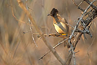 Blackeyed Bulbul (Pycnonotus barbatus) - Bulbul des jardins, Af. du sud (saf-bir-0419)