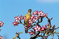 Yellow-bellied Bulbul (Chlorocichla flaviventris)- Bulbul à poitrine jaune (saf-bir-0433)