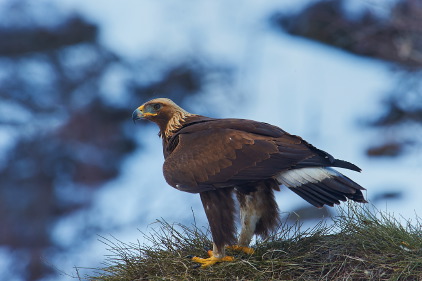 Golden Eagle