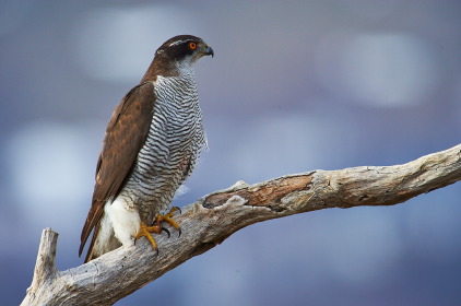 Goshawk