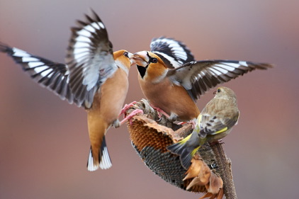 Hawfinches fight