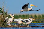 Danube delta 2014 - click