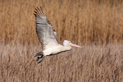 Dalmatian Pelican