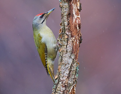 Grey headed woodpecker