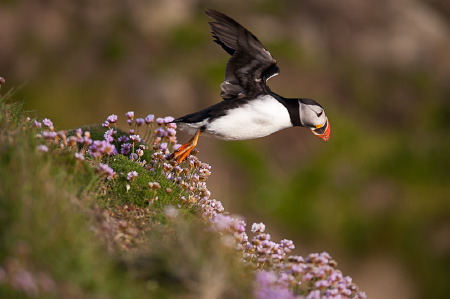 Macareux moine - Puffin