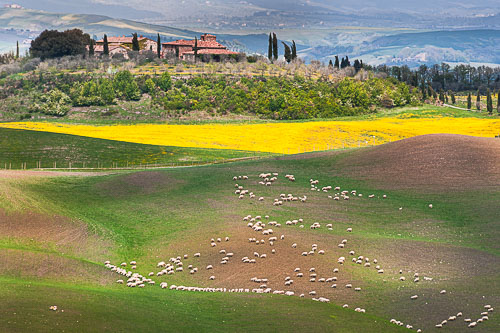 Champ et arbres, Toscane