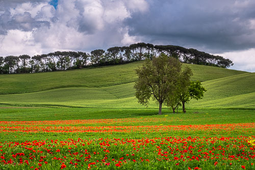 Champ et arbres, Toscane
