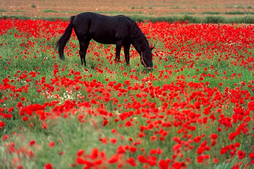 Cheval et coquelicots