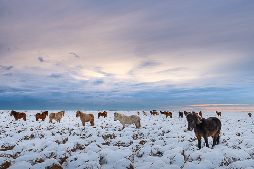 Chevaux islandais