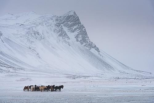 Chevaux, Snaefellsnes