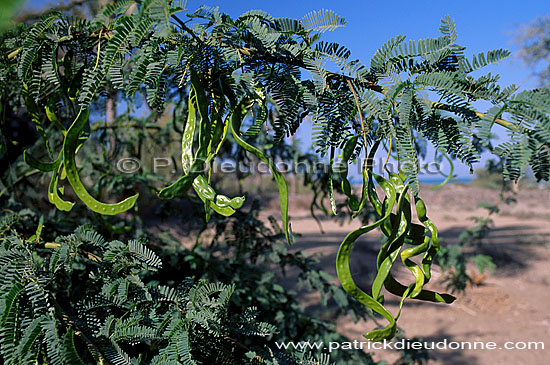 Acacia (Acacia sp) tree and fruits - Acacia et fruits, OMAN (OM10047)