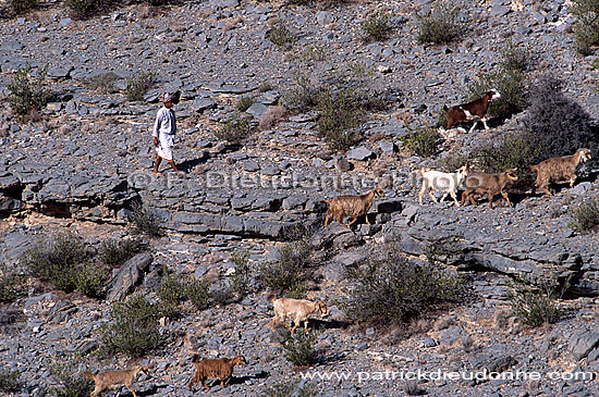 Goatherd in Djebel Akhdar - Chevrier dans le djebel Akhdar, OMAN (OM10233)