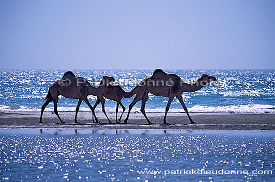 Dhofar. Camel(s) crossing water- Dromadaire(s) traversant, Oman (OM10380)