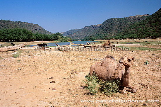 Dhofar. Camel(s) in wadi Darbat - Dromadaire(s), Oman (OM10399)