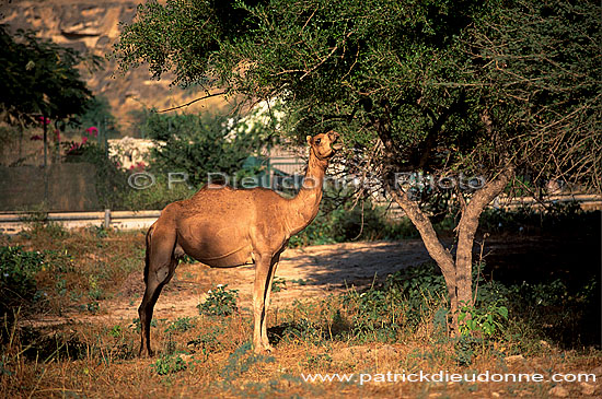 Dhofar. Camel(s) in Ayn Hamran - Dromadaire(s), Oman (OM10401)