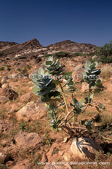 Dhofar, Khor Rouri Nat. reserve - Khor Rouri, Dhofar, OMAN (OM10424)