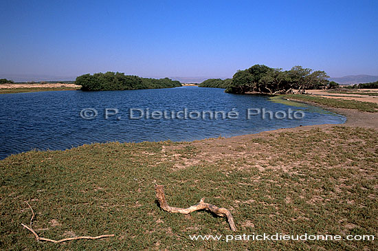 Dhofar, Khor Rouri Nat. reserve - Khor Rouri, Dhofar, OMAN (OM10425)