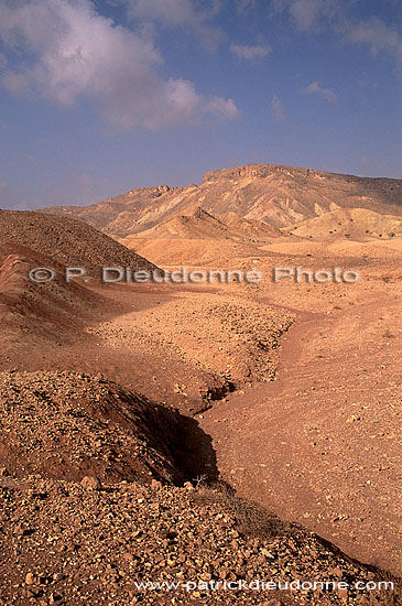 Al Mudaybi. Semi-desert near Al Mudaybi, Sharqiyah, OMAN (OM10314)