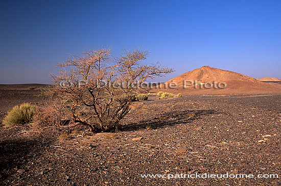 Al Mudaybi, Sharqiyah. Gravel plains - Plaine, Al Mudaybi, Oman (OM10334)