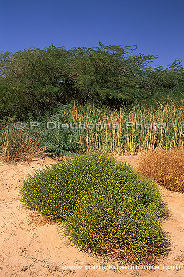 Qatbit, oasis in the desert - Oasis à Qatbit, OMAN (OM10525)