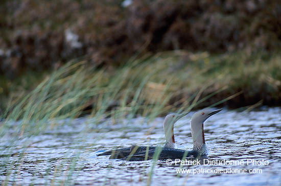 Red-throated Diver (Gavia stellata) - Plongeon catmarin - 17347